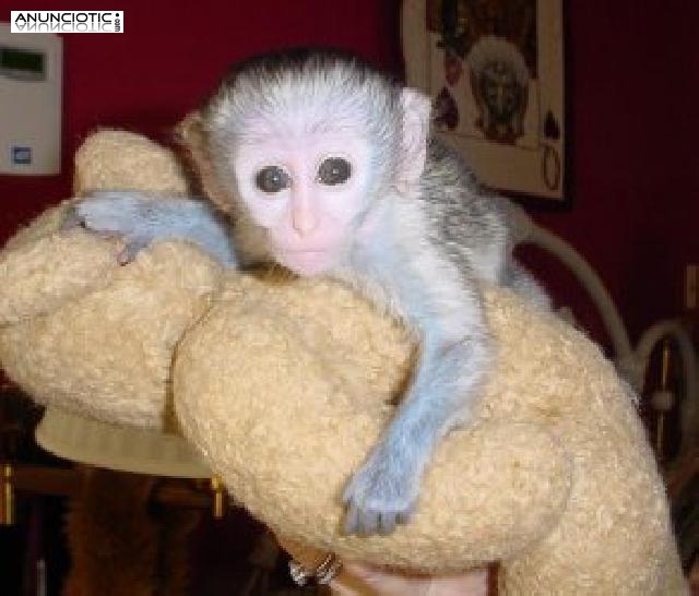  Dos monos capuchinos beb&eacute; inteligentes para la adopci&oacute;n 