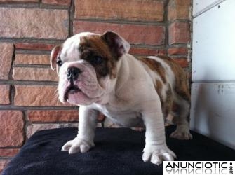 Cachorros de Bulldog Ingl&eacute;s para una buena hogares. 