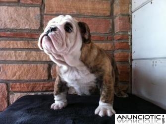 Cachorros de Bulldog Ingl&eacute;s para una buena hogares. 