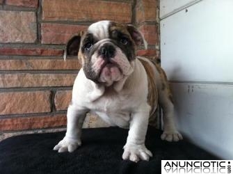 Cachorros de Bulldog Ingl&eacute;s para una buena hogares. 