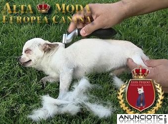 Control Muda Perros Peque&Atilde;&plusmn;os, Furminator