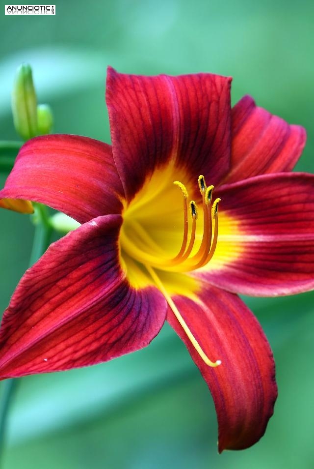 Cuando todo te va mal , la mejor vidente tarotista ayuda casi gratis ���