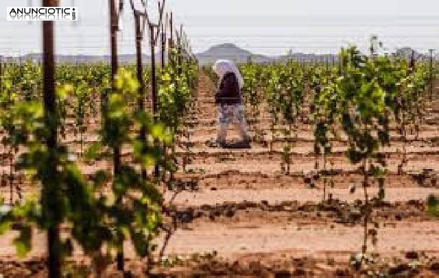 Se busca personal para trabajar en la campa&ntilde;a de la fresa y otras