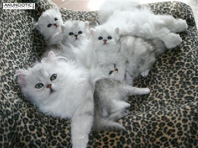 Los gatitos persas