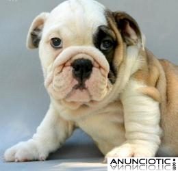 Dos hermosos cachorros bulldog Ingl&eacute;s
