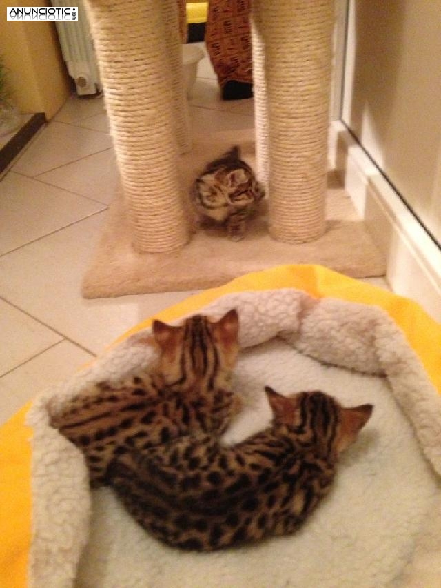 Gatitos serval y de sabanas incre&iacute;bles para la venta!