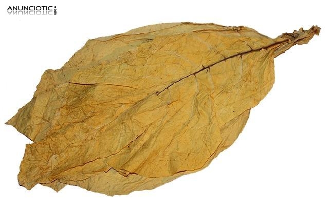 Distribuidores de Hoja de Tabaco Virginia desde 12� kg 633438735