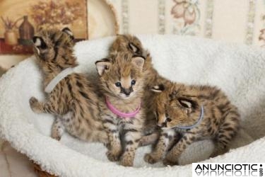 Serval, sabana, guepardo, el leopardo, el ocelote y gatitos carracal para la venta.  Tenem