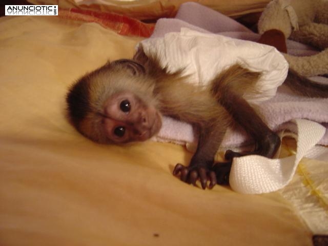 monos capuchinos beb&eacute; para la venta