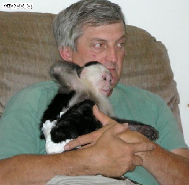 monos capuchinos bebé para la venta