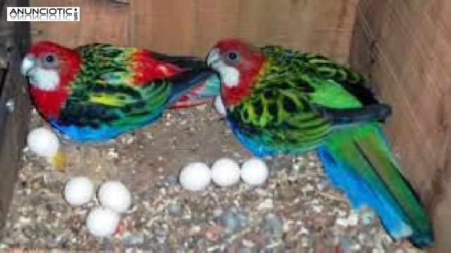 Huevos f&eacute;rtiles de loros y beb&eacute;s loros para la venta