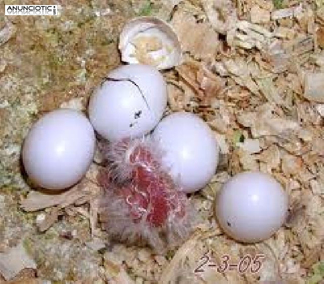 Huevos f&eacute;rtiles de loros y beb&eacute;s loros para la venta