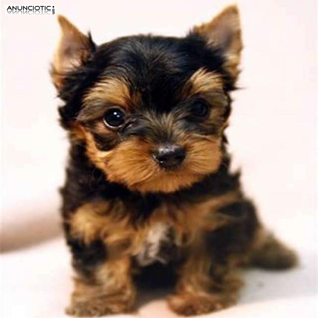 Magn&iacute;ficos cachorros Yorkshire registrados para su adopci&oacute;n masiva X