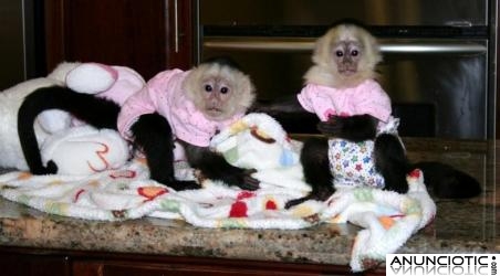 lindo y adorable monos capuchinos para la adopción libre 