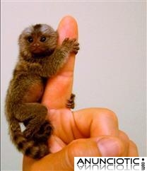 Monos tit&iacute; beb&eacute; en adopci&oacute;n