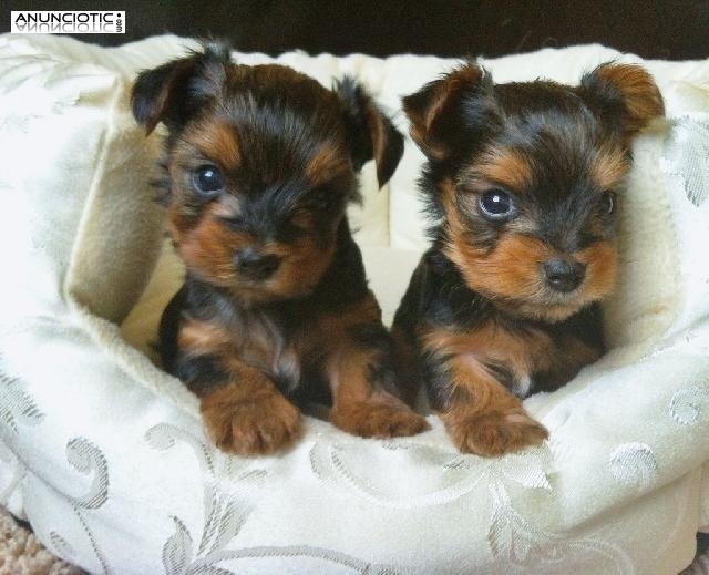 Taza de t&eacute; yorkie cachorros disponibles Yorkie Princess. \