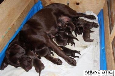 subvenci&oacute;n  cachorros labradors perdiguero chocolates 
