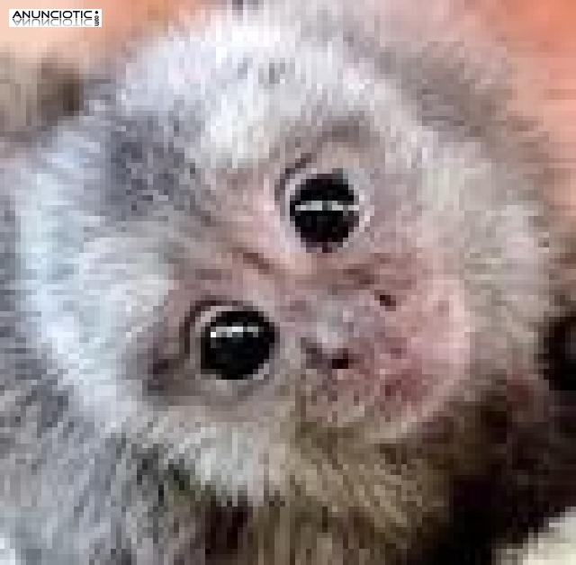 monos tit&iacute; pigmeo para la adopci&oacute;n