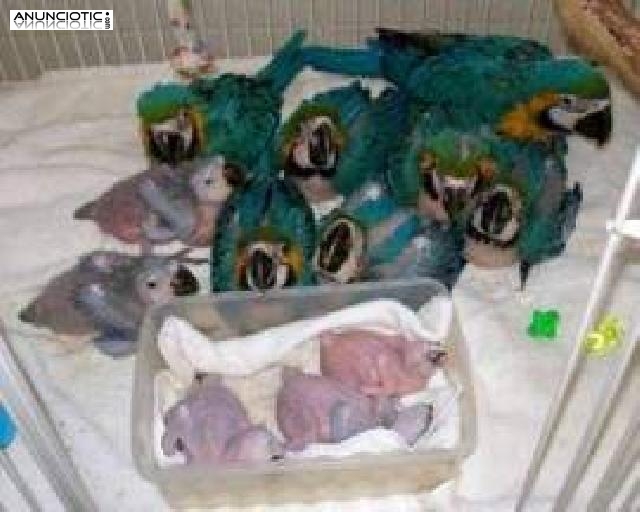 Loro huevos sanos y f&eacute;rtiles para la venta. 