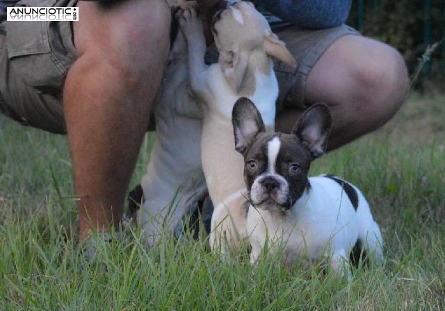raza pura cachorros bulldog franc&eacute;s