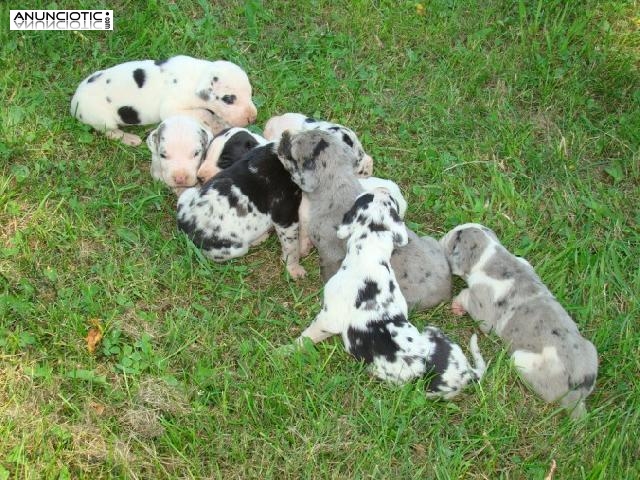 cachorros Gran Dan&eacute;s para la adopci&oacute;n
