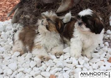 Espctaculares shih_tzu &iexcl; garantias