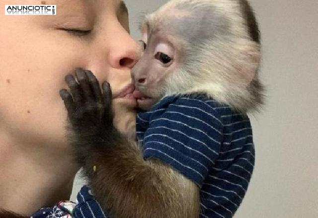 2 Venta de monos capuchinos beb&eacute; socializados.