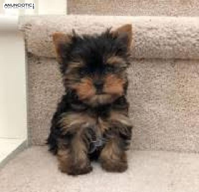 Regalo Cachorros Yorkshire Terrier Mini Toy, para su adopcion libre,