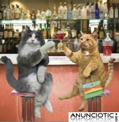 TAROT MUY ECON&Atilde;�MICO