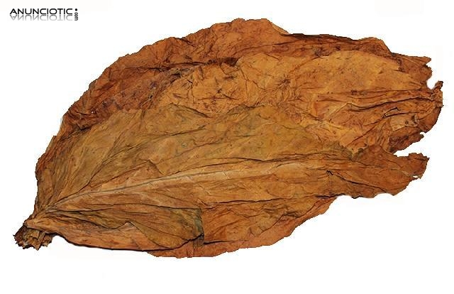 Variedades Premium Lemon/Medium / Burley desde 12�kg 633438735