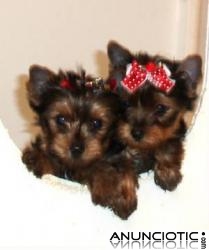 2 yorkies cachorros para adopci&oacute;n