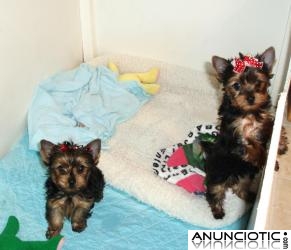 2 yorkies cachorros para adopci&oacute;n