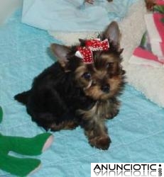 2 yorkies cachorros para adopci&oacute;n