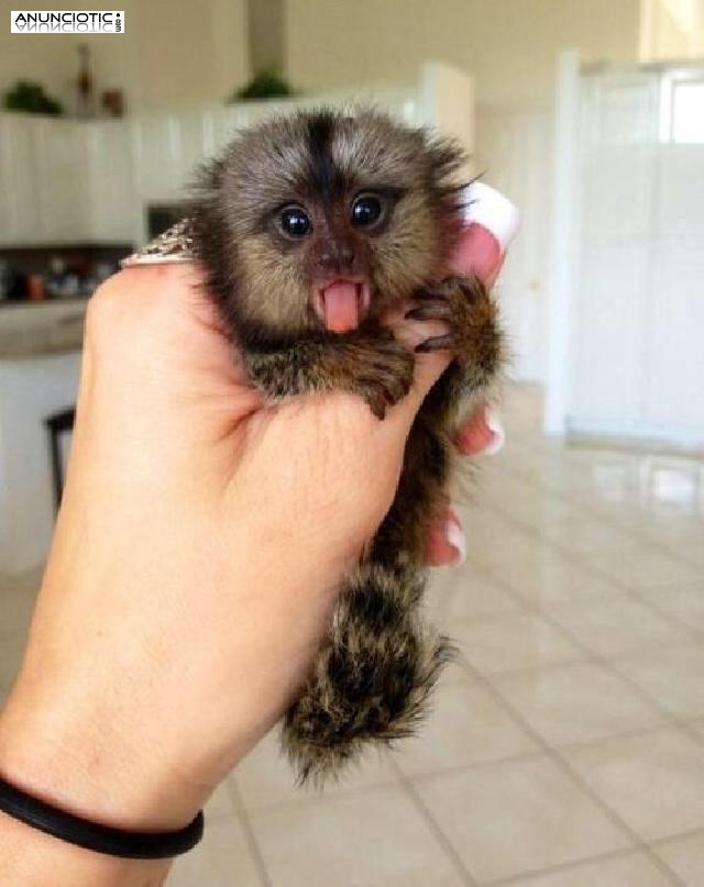 Dedos beb&eacute; monos tit&iacute; disponibles,..