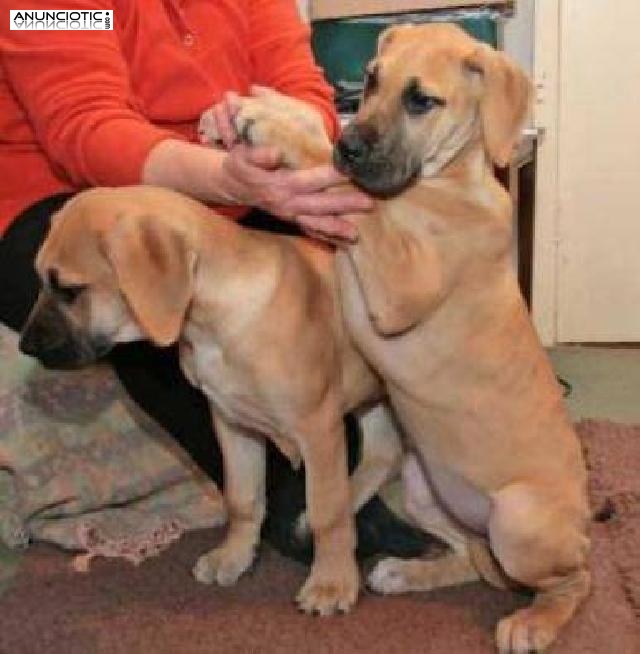 Cachorros de gran dan&eacute;s macho y hembra para regalo