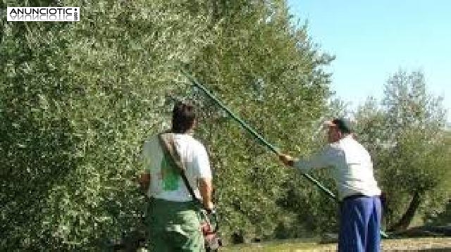 Se buscan personas para recolectar aceituna,oliva en esta campa&ntilde;a y segu