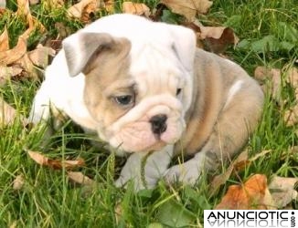 Dos hermosos cachorros bulldog Ingl&eacute;s (richard.breman @ gmail.com)
