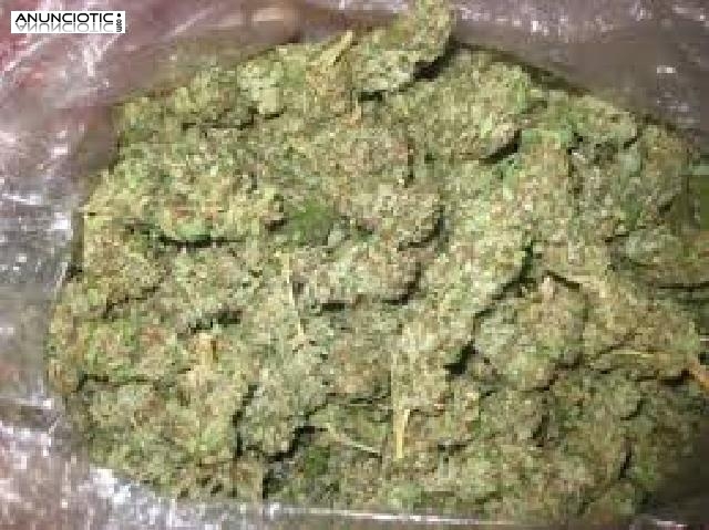 Hierba alta calidad / marihuana para la venta