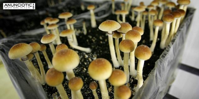 Comprar hongos m&aacute;gicos, Keta, MDMA, Adderall, &eacute;xtasis, etc.