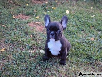 Bulldog Franc&eacute;s
