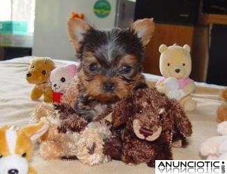 Fant&aacute;stico y encantador Yorkie cachorros
