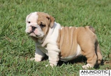 Bulldog Ingles cachorros est&aacute;n disponibles
