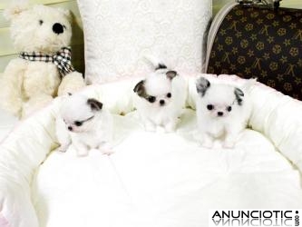 3 cachorros de chihuahua de 160 � cada uno.