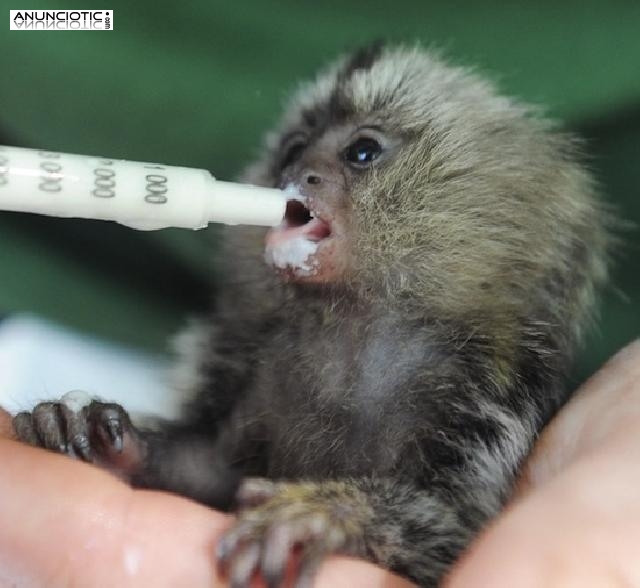 Tit&iacute; monos para la adopci&oacute;n