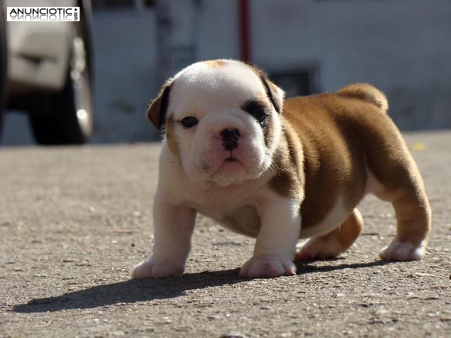 REGALO : EXCELENTE CAMADA DE BULLDOG INGL&Eacute;S