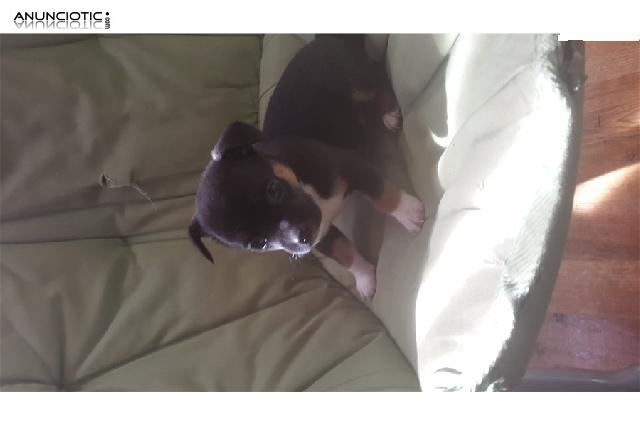  REGALO AUT&Eacute;NTICOS CHIHUAHUAS TOYS