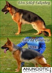 Preciosa camada de pastor alem&aacute;n del Rceppa