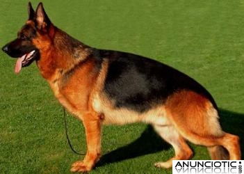 Preciosa camada de pastor alem&aacute;n del Rceppa