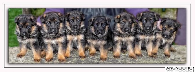 Preciosa camada de pastor alem&aacute;n del Rceppa