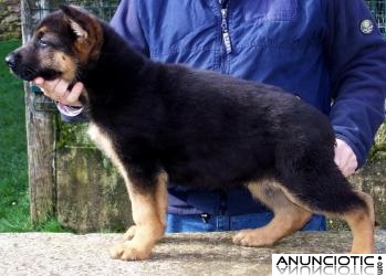 Preciosa camada de pastor alem&aacute;n del Rceppa